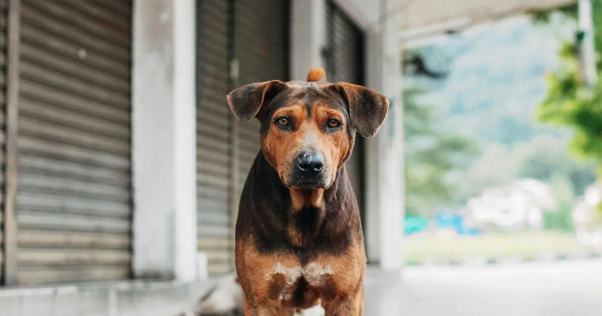Street dog standing in an urban setting.